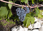 PELJEŠKO VINOGORJE