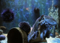 AQUARIUM CRIKVENICA