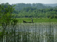 BARA DVORINA